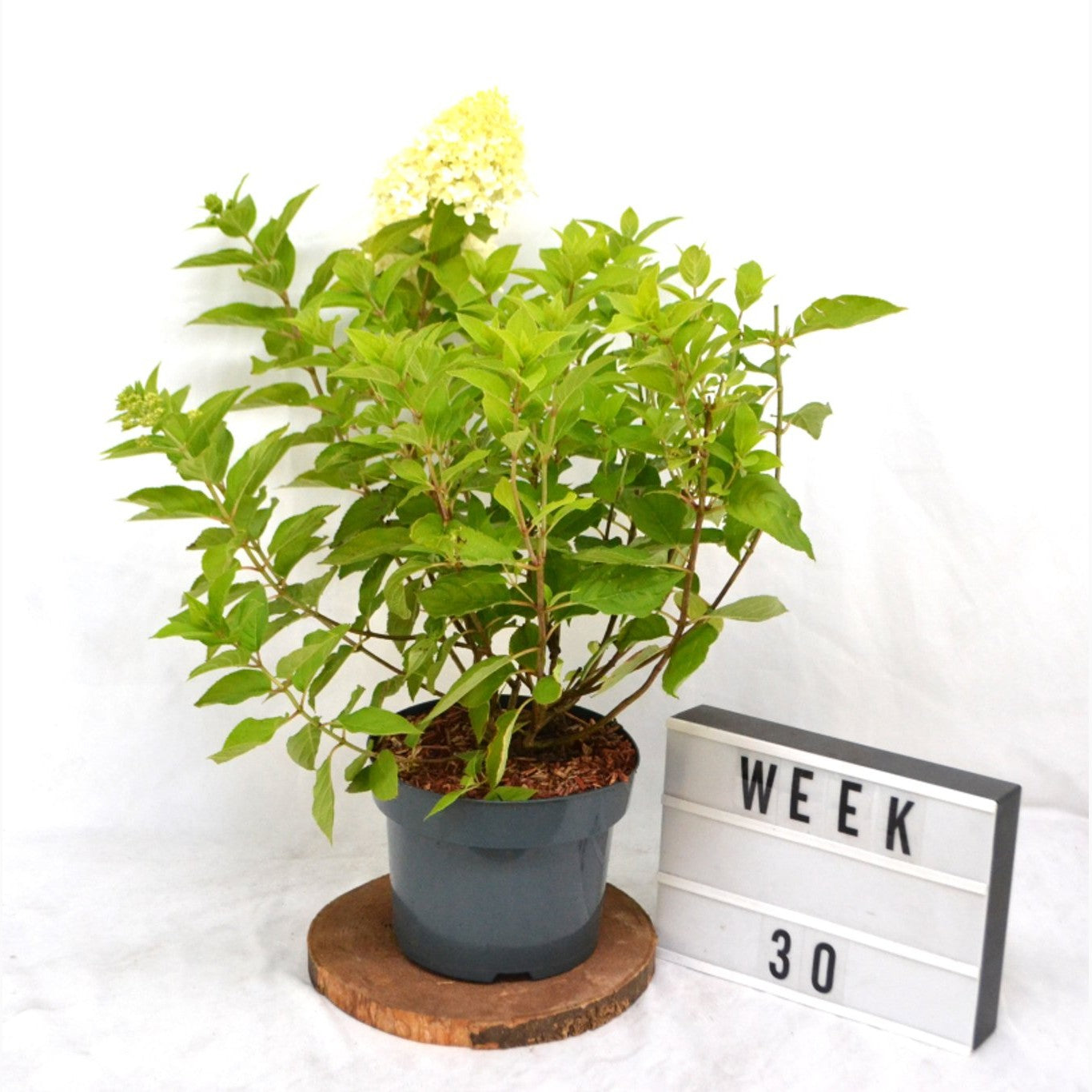 Syrenhortensia – Hydrangea paniculata 'Limelight' - C5 40-50 CM